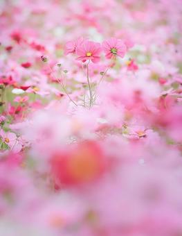 秋桜畑で会いましょう 秋桜畑で会いましょうの写真