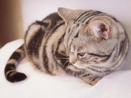 猫 猫の写真