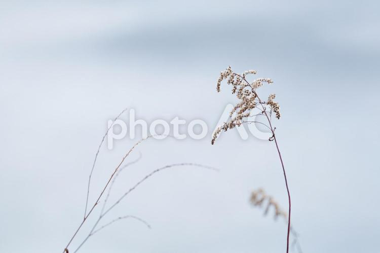 冬の枯れ草 冬の枯れ草,枯れ草,落ち葉の写真素材