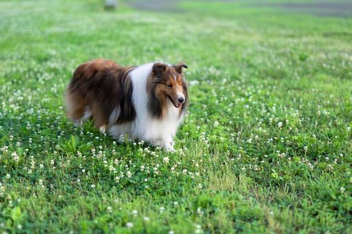 麗　レイ 家庭犬,散歩,遊ぶの写真素材