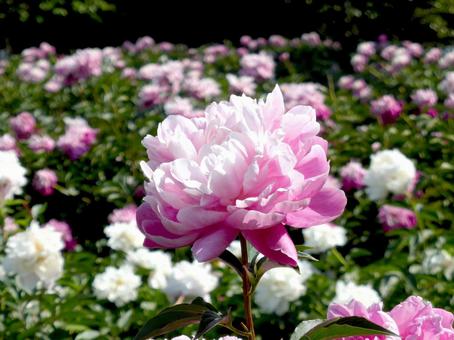 花壇に群生する多種のシャクヤクの花 花壇に群生する多種のシャクヤクの花 シャクヤク,花,植物の写真素材