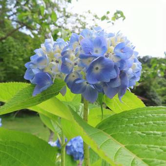 Hydrangea, JPG
