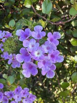 紫の花 紫の花の写真