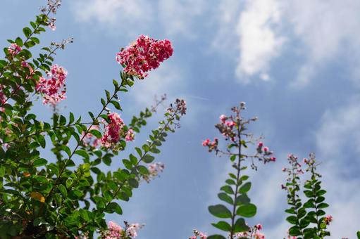 花と青空のイメージ 花と青空のイメージの写真