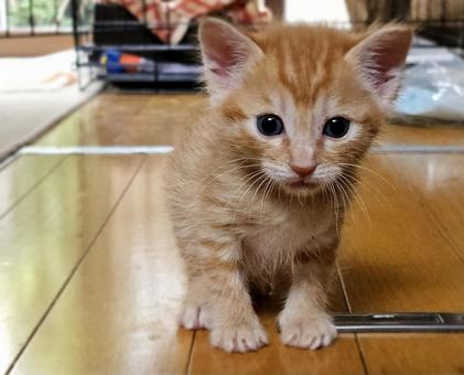 Photo, kitten, a pet, tiny, 