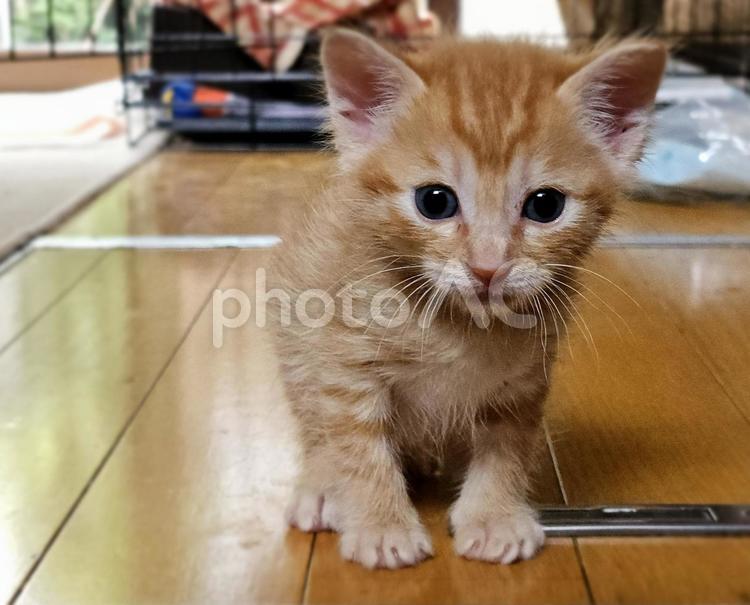 珍しくお行儀の良い子猫 子猫,ペット,かわいいの写真素材