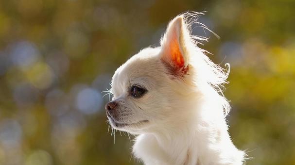 チワワ 犬,チワワ,ちわわの写真素材
