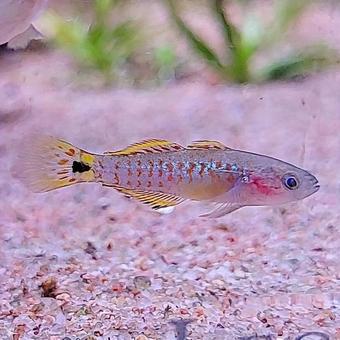 ピーコックガジョン メス 熱帯魚 ピーコックガジョン メス 熱帯魚の写真