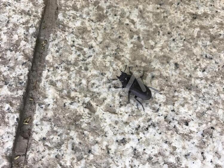 コクワガタのメス コクワガタ,クワガタ,虫の写真素材