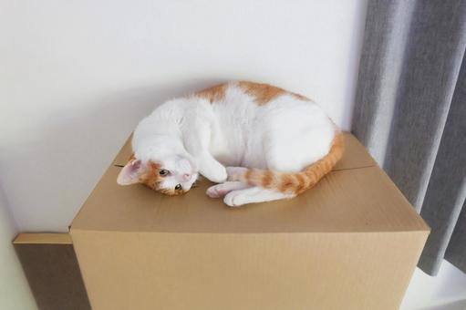 段ボールタワーと猫_06 段ボールタワーと猫_06 猫画像,ねこ写真,段ボールの写真素材