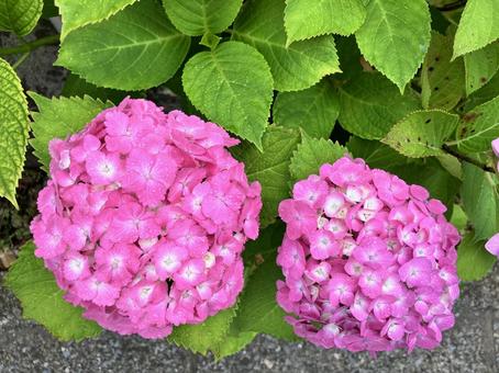 ピンクの紫陽花 ピンクの紫陽花 紫陽花,ピンク,華やかの写真素材