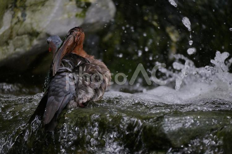 水浴びをしているキンバト① キンバト,鳩,鳥の写真素材