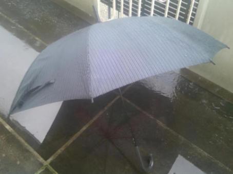 降りそそぐ雨 降りそそぐ雨の写真