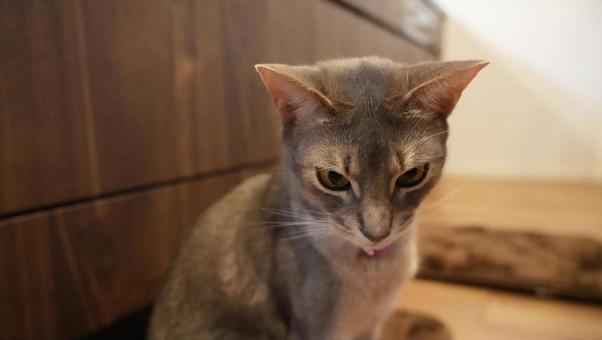 Photo, abyssinian, kitty litter, cat, 