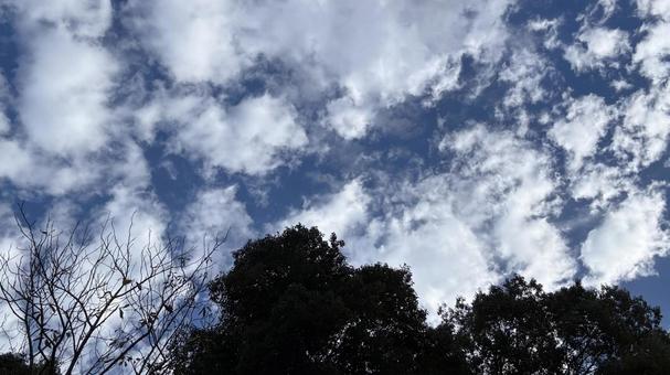 見上げた朝の空 雲,青空,目覚めの写真素材