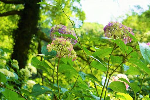 ピンクの紫陽花 ピンクの紫陽花の写真