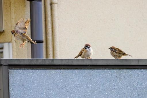 スズメの若鳥(44) 鳥,スズメ,若鳥の写真素材