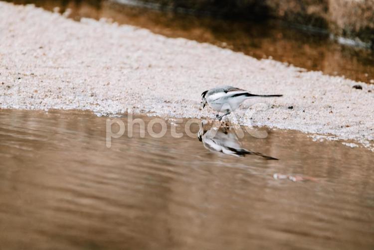 ハクセキレイが綺麗に水面に写っている ハクセキレイ,野鳥,野鳥観察の写真素材