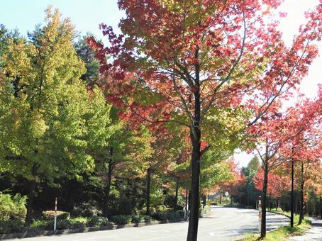 色づくアメリカ楓通り5の写真