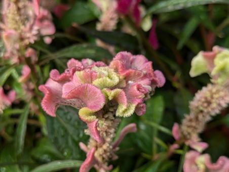 ケイトウの花 ケイトウ,花,flowerの写真素材