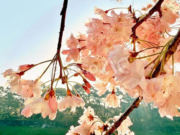 桜(ソメイヨシノ)のアップ 桜,ソメイヨシノ,クローズアップの写真素材