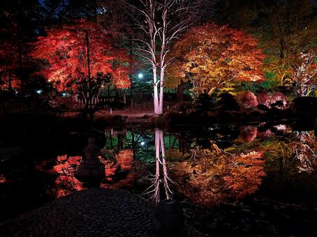 中島公園の夜景シリーズ04 中島公園の夜景シリーズ04の写真
