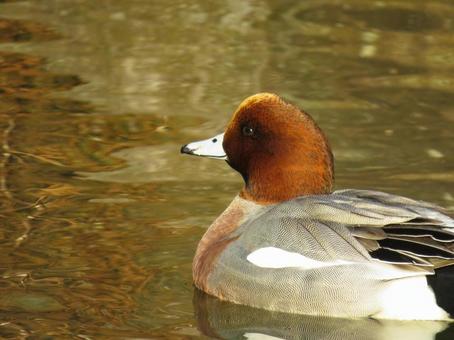 池で泳ぐヒドリガモのオスの写真
