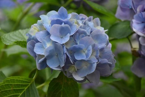 紫陽花 紫陽花の写真
