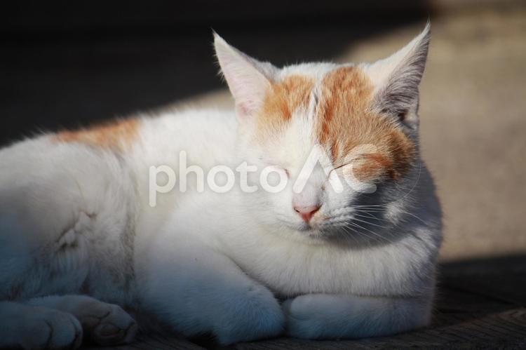 寝顔が可愛い白茶猫 猫,寝顔,可愛いの写真素材