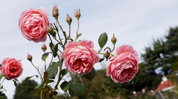 【花の写真】ばらの花 rose,植物,園芸の写真素材