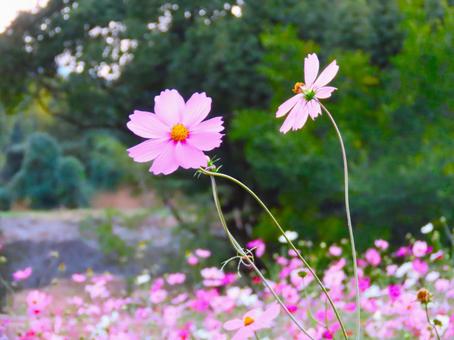 コスモス コスモス,花,可愛いの写真素材