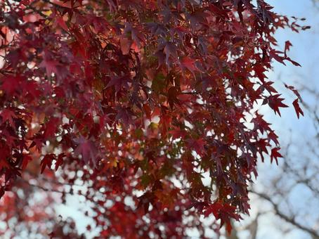 京都嵐山の紅葉2 京都嵐山の紅葉2の写真