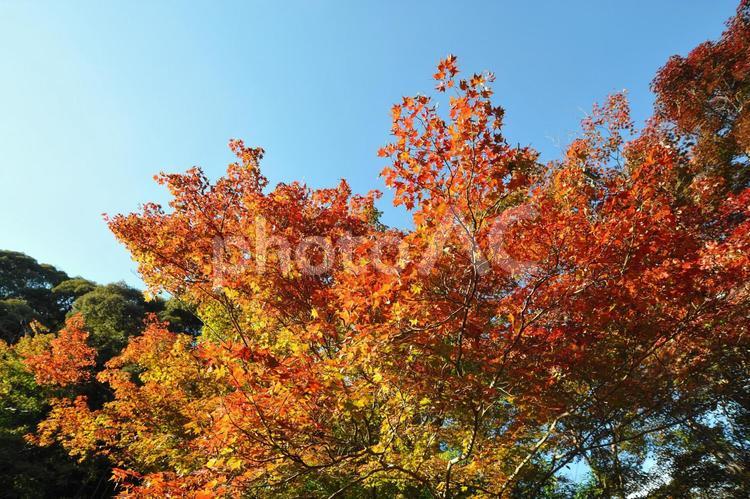 京都　秋　鍬山神社の紅葉　秋の景観 秋,紅葉,神社の写真素材