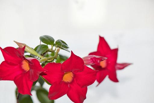 Flower sun umbrella, JPG Flower sun umbrella, flower, red, crimson, JPG