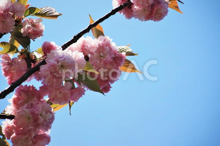 散歩道のかわいいピンクの桜 桜,さくら,サクラの写真素材