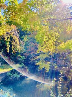 光り輝く水辺の風景 庭,美しい,景色の写真素材
