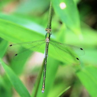 Photo, dragonfly, ittombo, insect, 