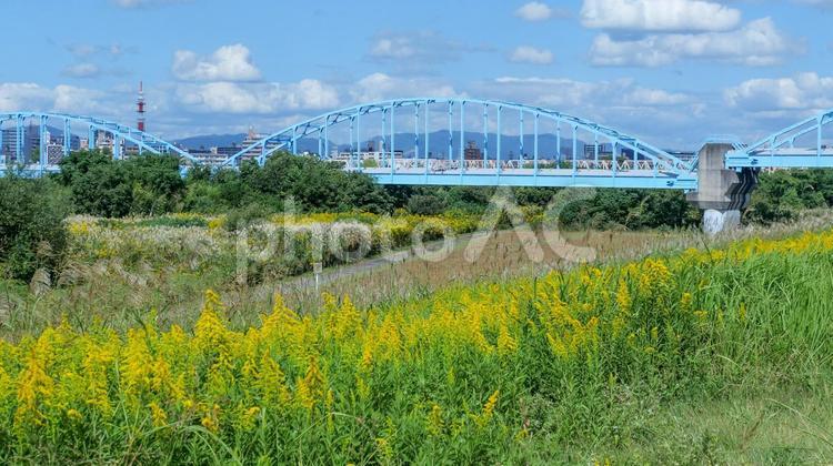 セイタカアワダチソウと淀川水管橋 淀川,水管橋,橋の写真素材