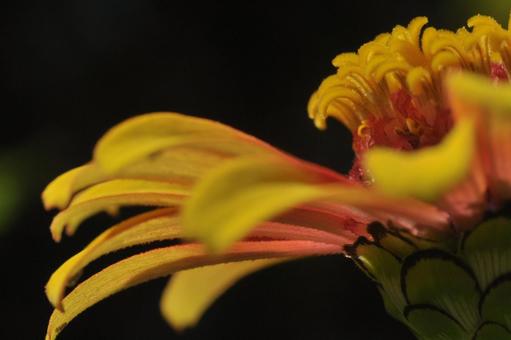 Zinnia, JPG