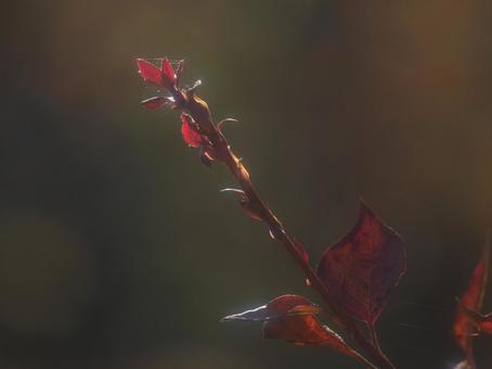 背景に合うシックな色合いの紅い葉 紅葉,秋,紅い葉の写真素材