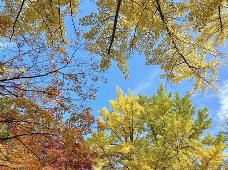 秋の景色 秋の景色 紅葉,青空,赤の写真素材