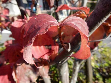 【風景写真】晩秋の風景 紅葉,葉っぱ,晩秋の写真素材