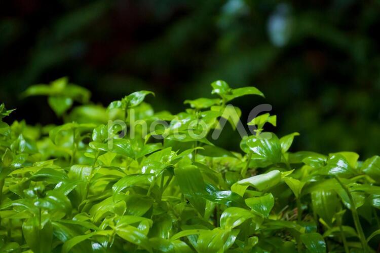 柔らかな新緑の野草 緑,自然,草の写真素材