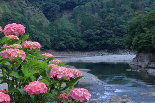 川辺に咲く紫陽花-1の写真