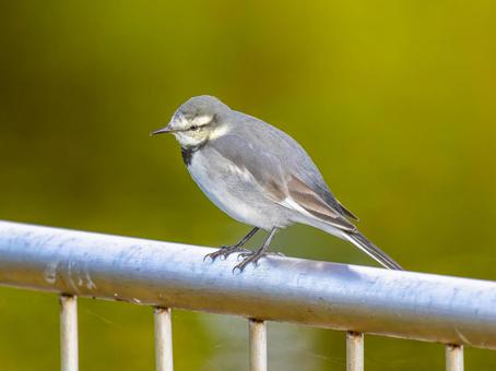 柵にとまるハクセキレイ ハクセキレイ,屋外,風景の写真素材