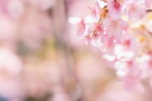 桜の可愛い背景 桜の可愛い背景の写真