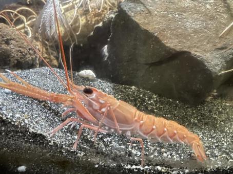 アカザエビ アカザエビ エビ,水族館,水槽の写真素材