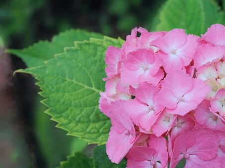ピンクのアジサイ ピンクのアジサイ アジサイ,紫陽花,ピンクの写真素材