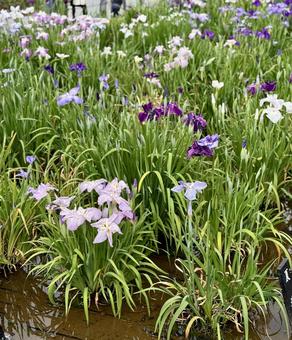 堀切菖蒲園 曇り空の下花菖蒲が咲き誇る 堀切菖蒲園 曇り空の下花菖蒲が咲き誇るの写真