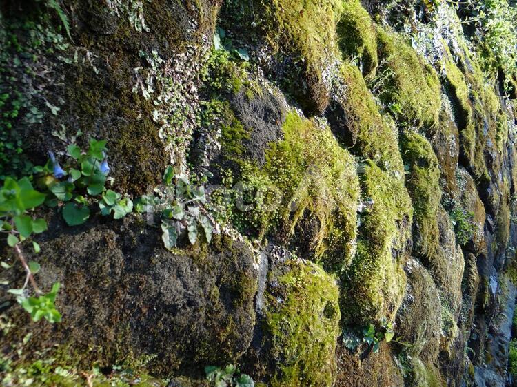苔むした石の壁 自然,鎌倉,苔の写真素材